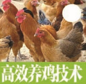 ��Ч����������������Ѱ�