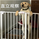 һֻ�����й۲�����