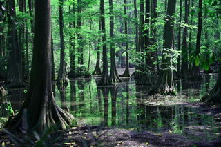 SWAMP