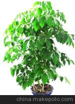 ���꼰��ľ�������۹���ϵͳ