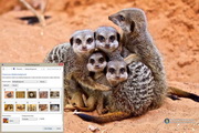 MeerkatsWindows7Theme