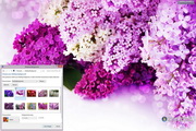 LilacFlowersWindows7Theme