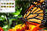 MonarchButterflyWindows7Theme