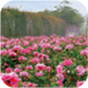 ������Ӣ��ѧϰ�����ֻ��ͻ���