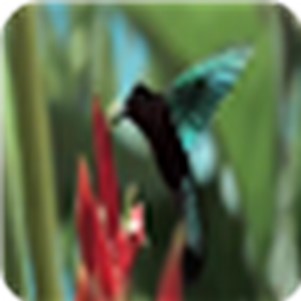 �����ֽ�ֻ���(Hummingbirds Live Wallpaper)
