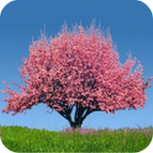 ���춯̬��ֽ(Spring Trees)