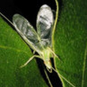 �Ϻ�����(����ʶ����������)