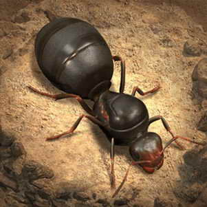 The AntsϷ