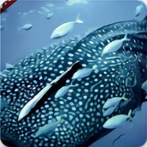 �����ֽapp(Whale Wallpaper)